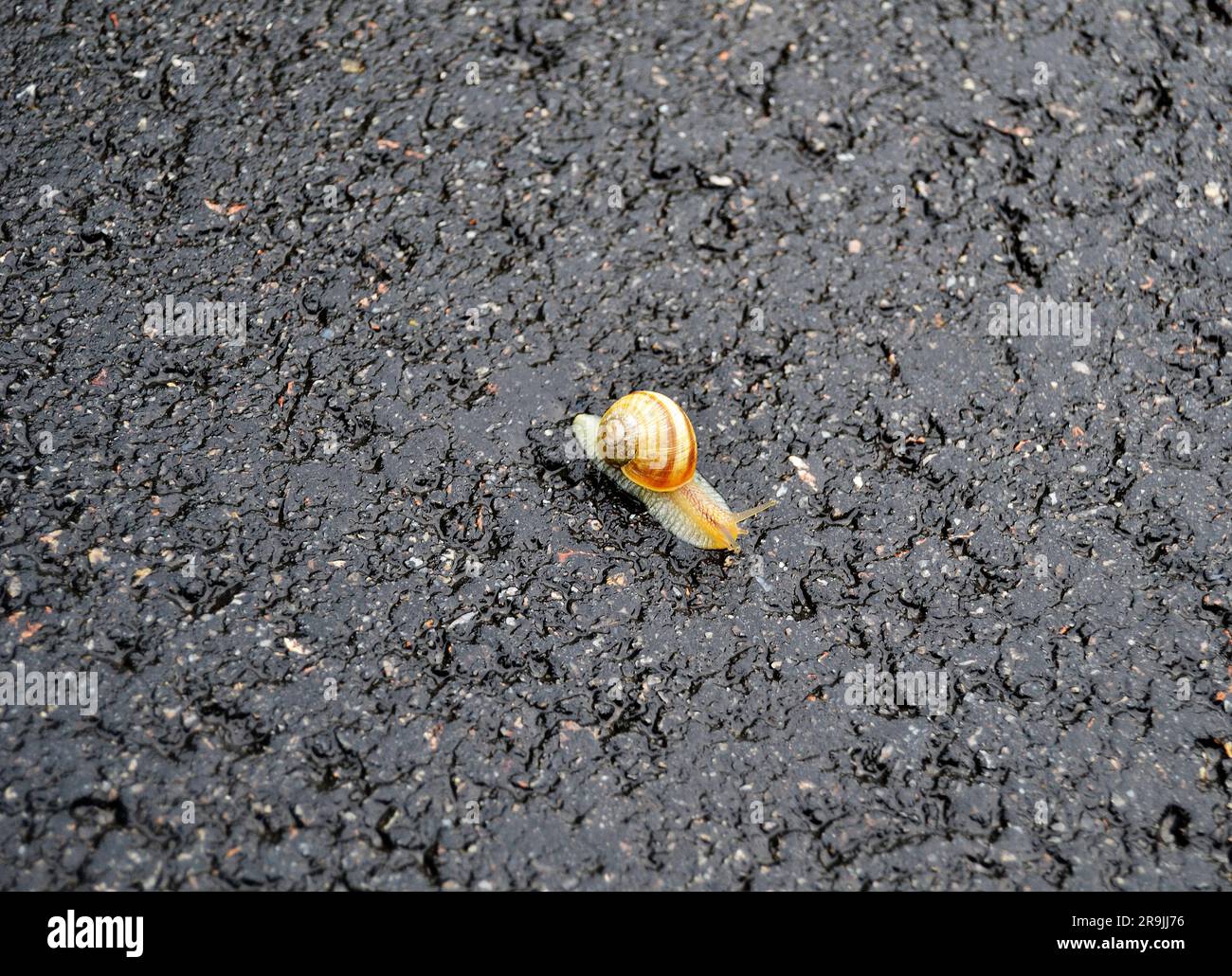 Big garden snail in shell crawling on wet road hurry home, snail Helix consist of edible tasty food coiled shell to protect body, natural animal snail Stock Photo