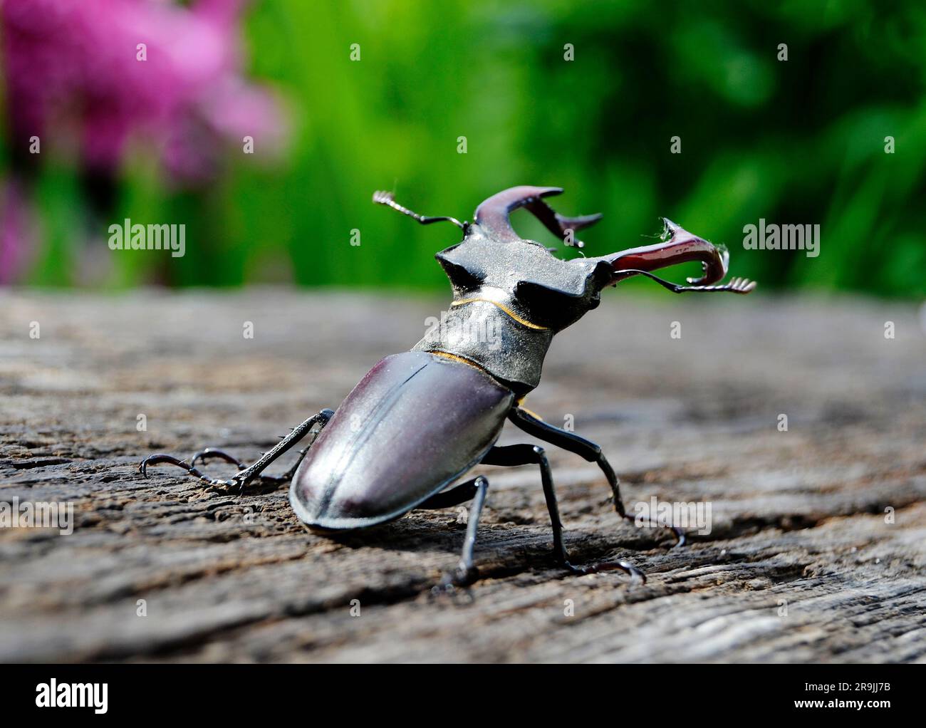 Male stag beetle with long and sharp jaws in wild forest sitting on the trunk of an oak tree, beetle stag consist of big horns, beautiful strong legs, Stock Photo