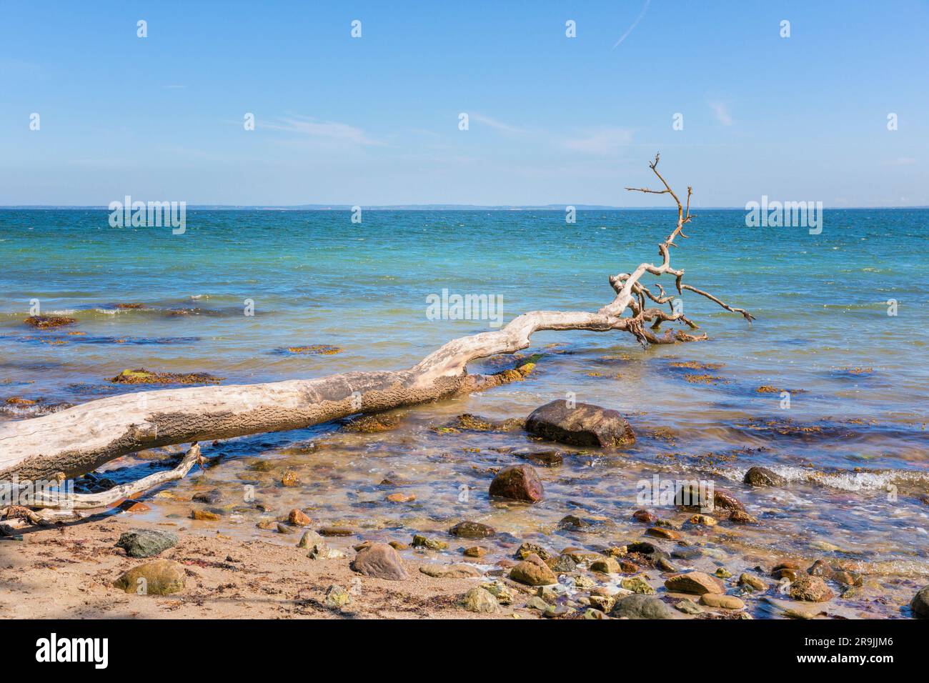 Fallen tree in the water at Baltic Sea shore of Als, Denmark Stock Photo