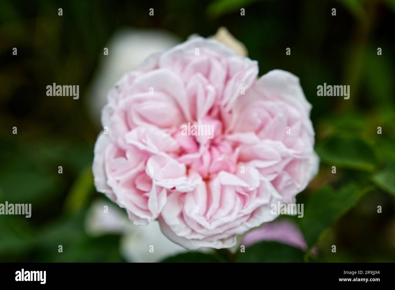 pale pink double summer flower of climbing rose Rosa souvenir de la malmaison in UK garden June Stock Photo