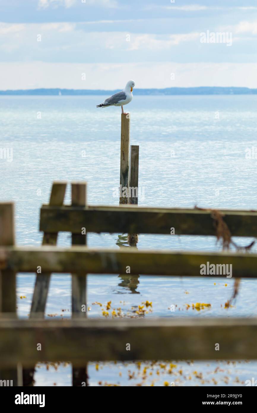 Seagull sitting on a pole of damaged pier into the Baltic Sea at Kegnæs, Denmark Stock Photo