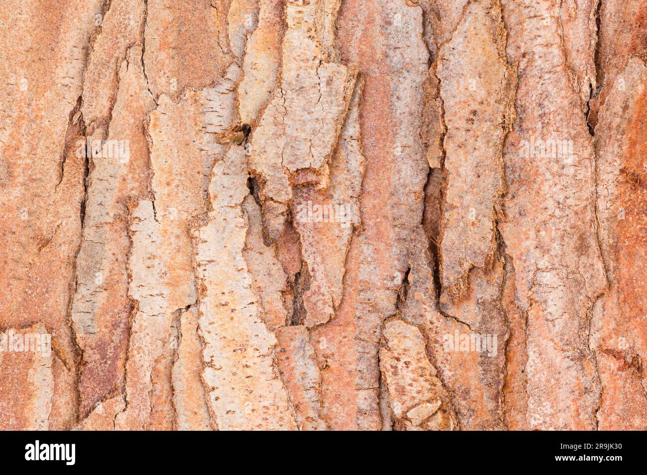 Close up of chamaecyparis obtusa known as Hinoki cypress tree native from Japan Stock Photo