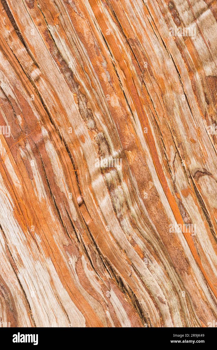 Patterns and texture in the bark of a Cryptomeria japonica Elegans known as Japanese Plume Cedar Stock Photo