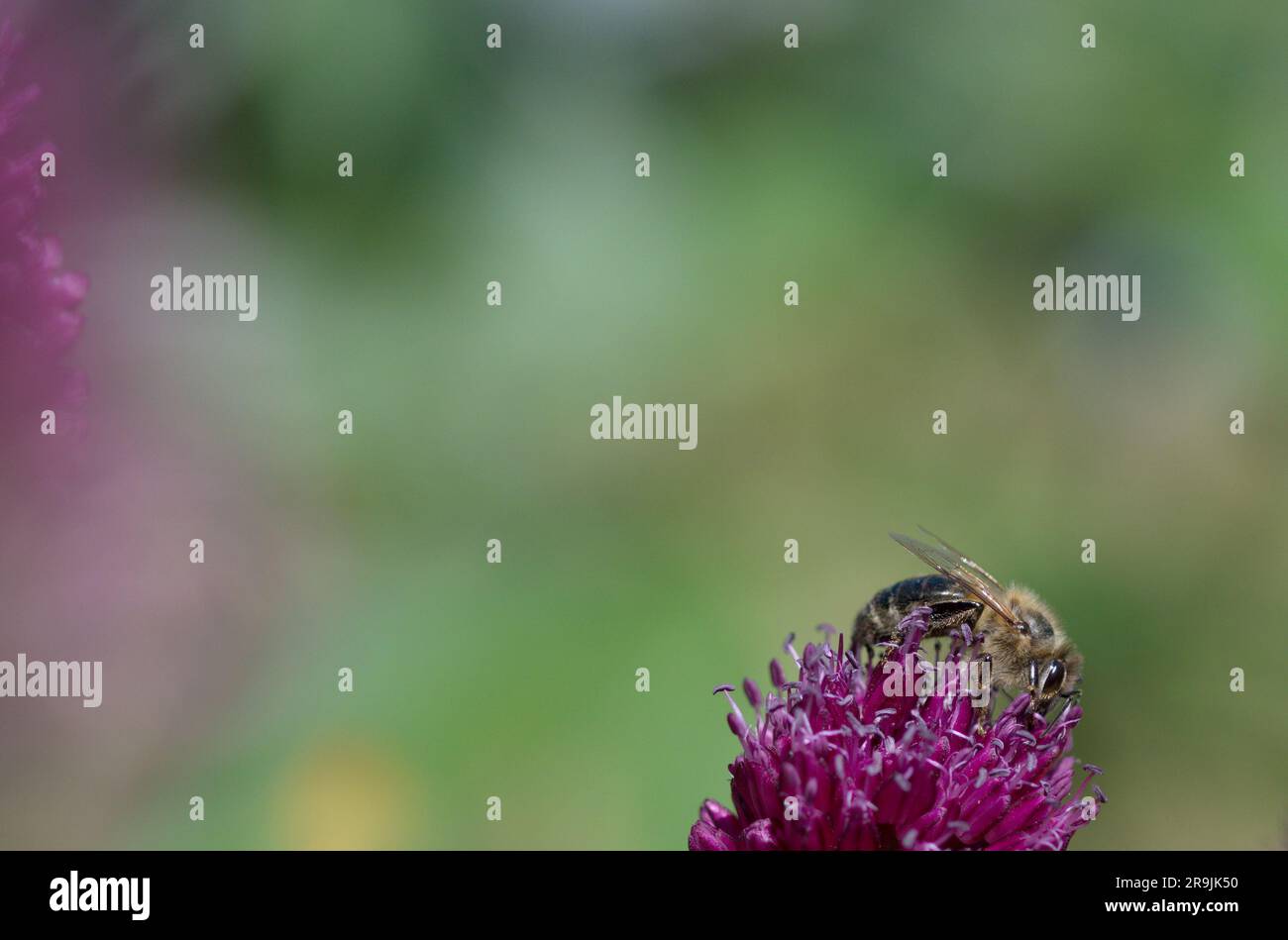 Macro of a honey bee on a pink flower Stock Photo