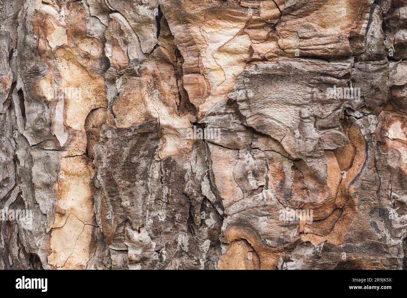 Textures in the weathered bark of a Crimean pine known as wells as Pinus nigra v. pallisiana Stock Photo