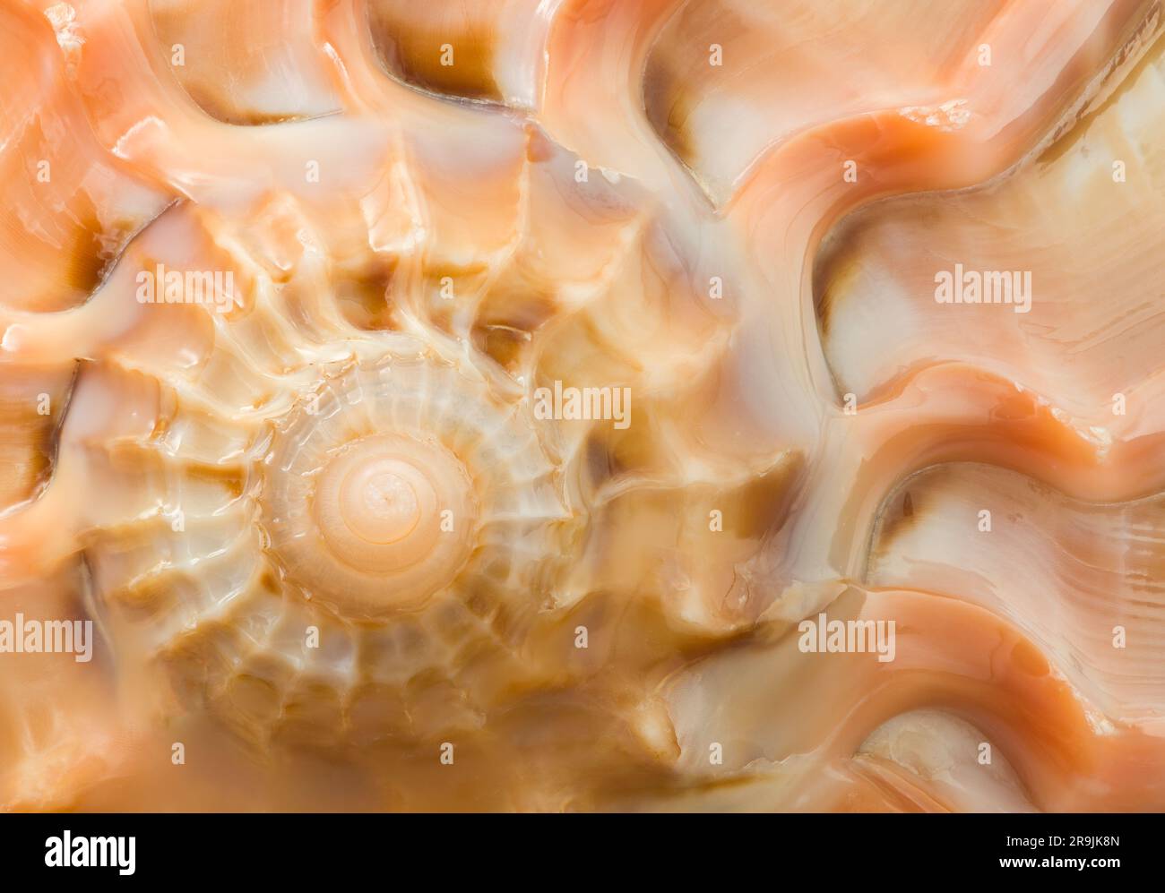 Macrophotograph of the front end of a sea snail David Harp seashell Stock Photo