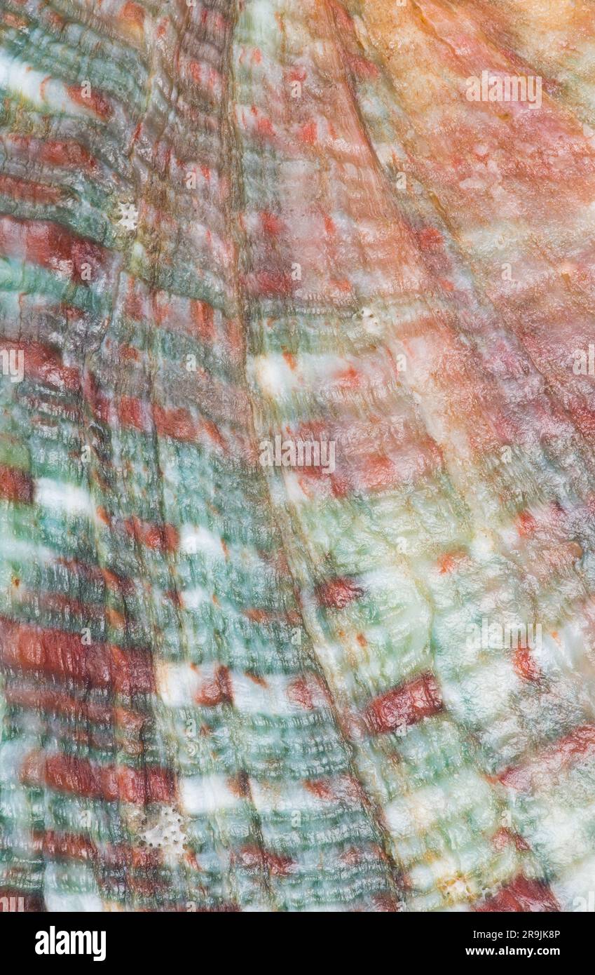 Macro photograph of the patterns and colors on the exterior surface of ...