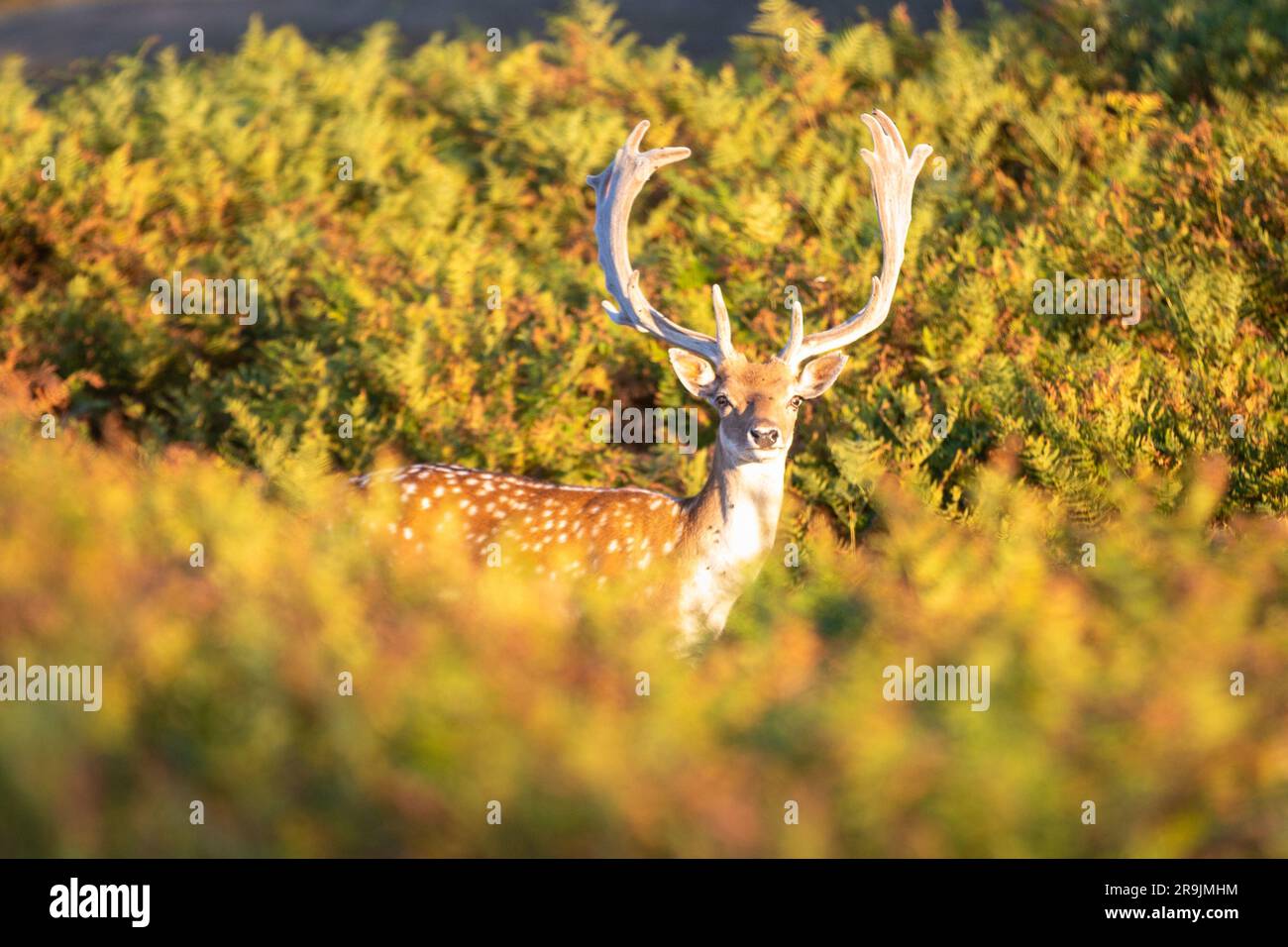 This photo shows a large deer in the dunes of the Netherlands. The deer stands between the bushes. Stock Photo