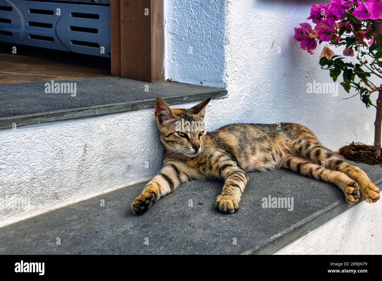 Liegende Katze in Lindos auf Rhodos Stock Photo