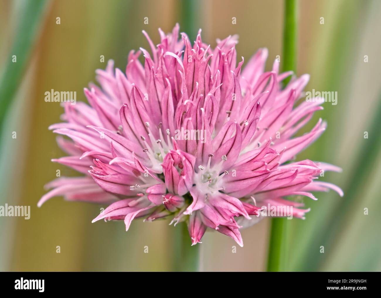 Chive flower Stock Photo