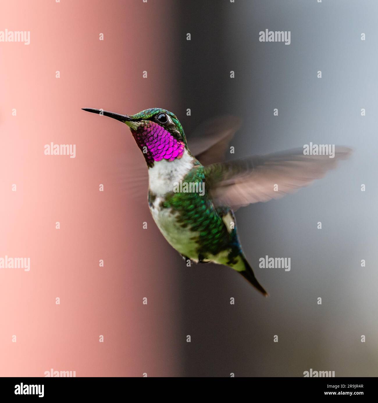 A male White-bellied Woodstar hummingbird (Chaetocercus mulsant) hovering in the air. Colombia, South America. Stock Photo