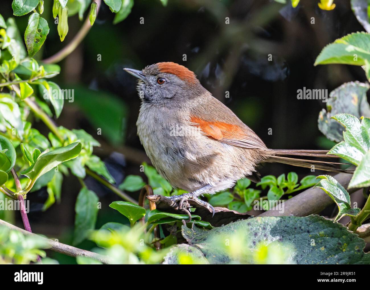 A Silvery-throated Spinetail (Synallaxis subpudica) perched on a branch. Colombia, South America. Stock Photo