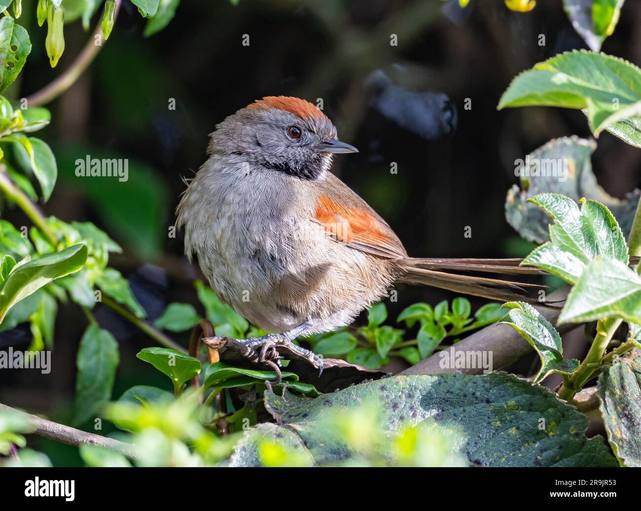 A Silvery-throated Spinetail (Synallaxis subpudica) perched on a branch. Colombia, South America. Stock Photo