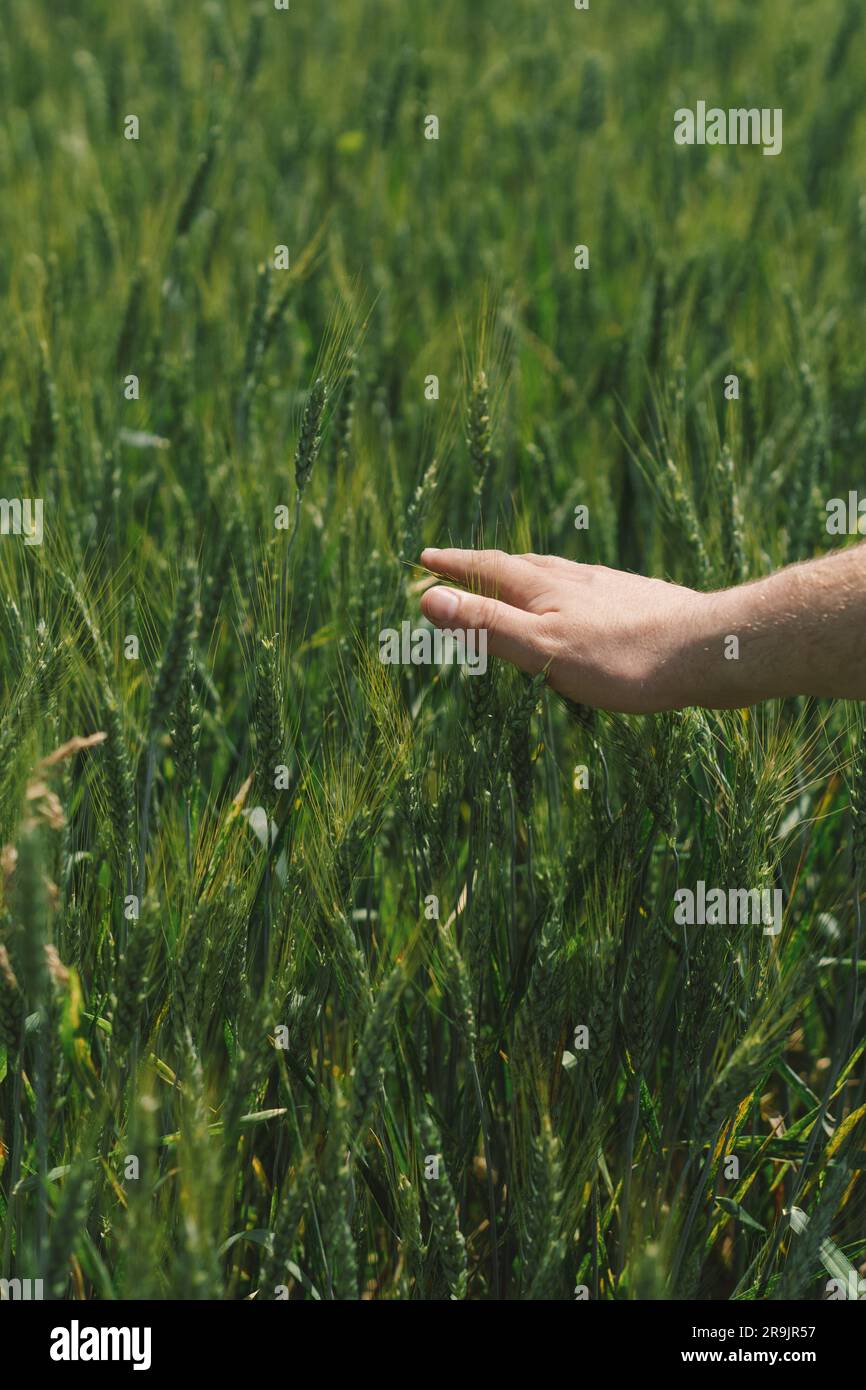 Man farmer walks through a wheat field and touching green ears Stock ...