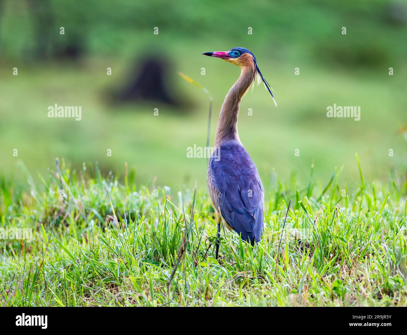 A colorful Whistling Heron (Syrigma sibilatrix) walking in green grass. Colombia, South America. Stock Photo