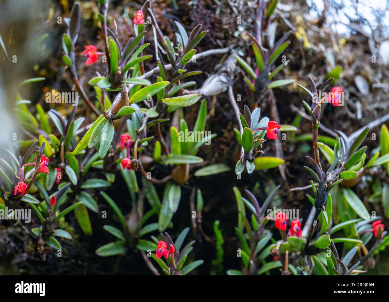Wild orchid with small red flowers in full bloom. Colombia, South America. Stock Photo
