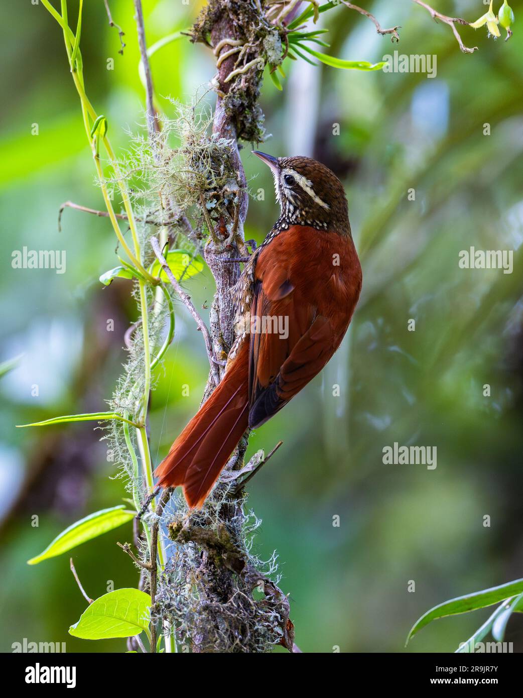 A Pearled Treerunner (Margarornis squamiger) foraging on a branch. Colombia, South America. Stock Photo