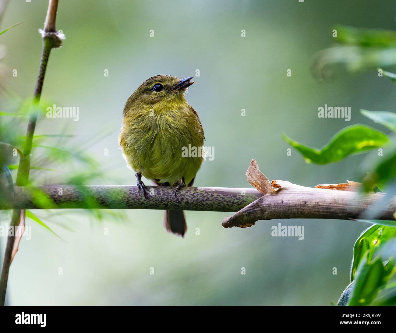 A Flavescent Flycatcher (Myiophobus flavicans) perched on a branch. Colombia, South America. Stock Photo