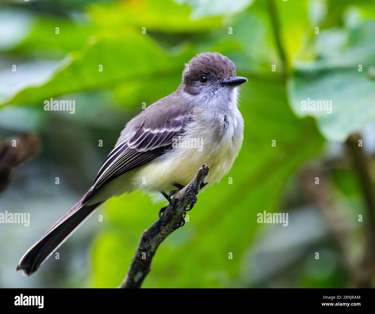 A Pale-edged Flycatcher (Myiarchus cephalotes) perched on a branch. Colombia, South America. Stock Photo
