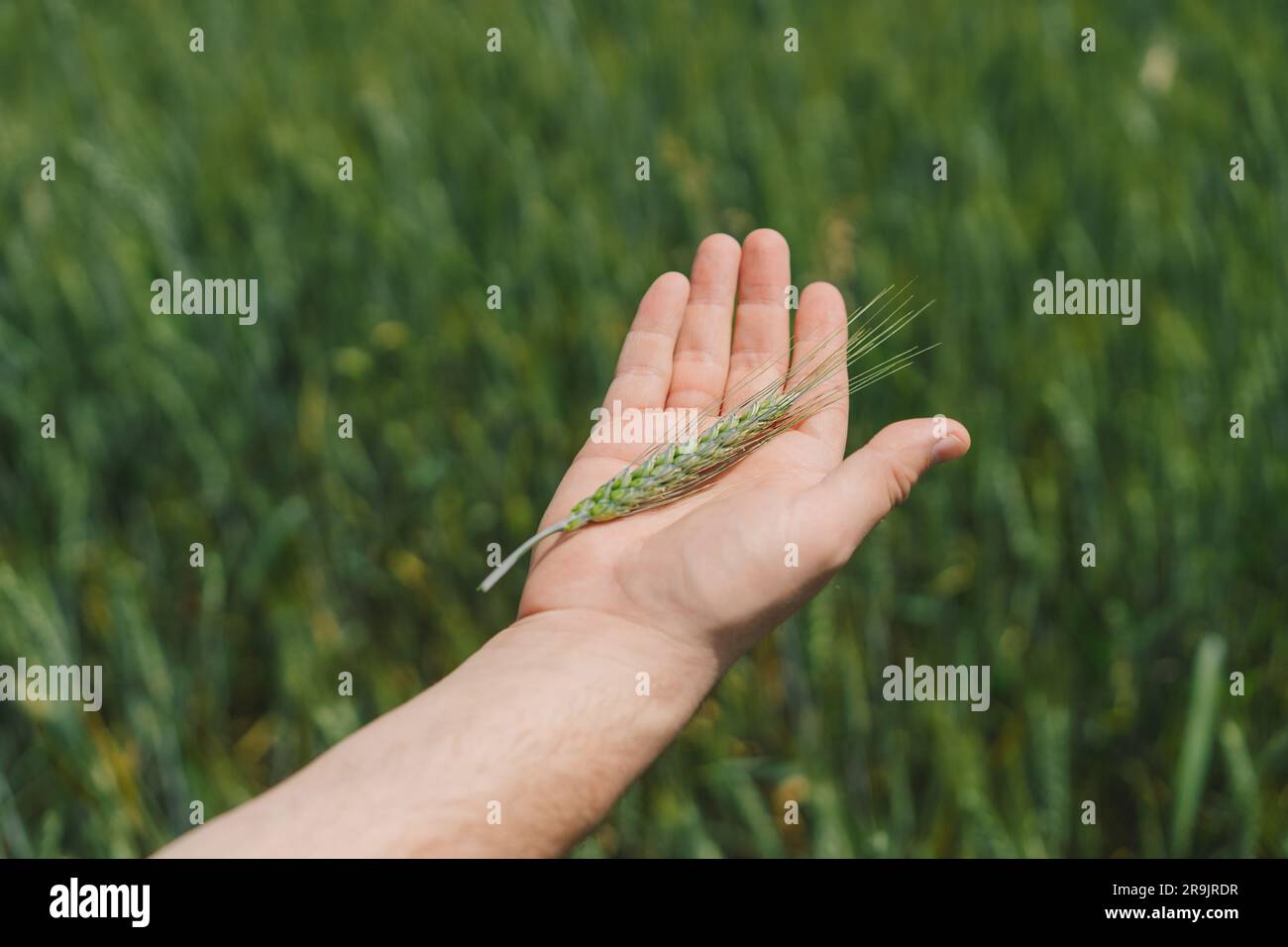 Farmer walks through green field hi-res stock photography and images ...