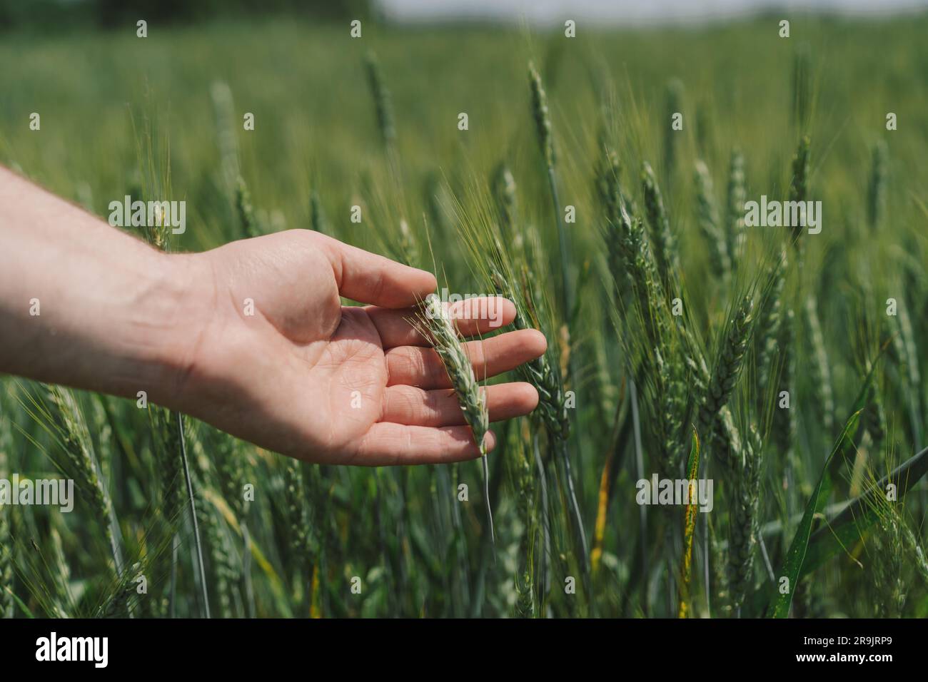 Farmer walks through green field hi-res stock photography and images ...