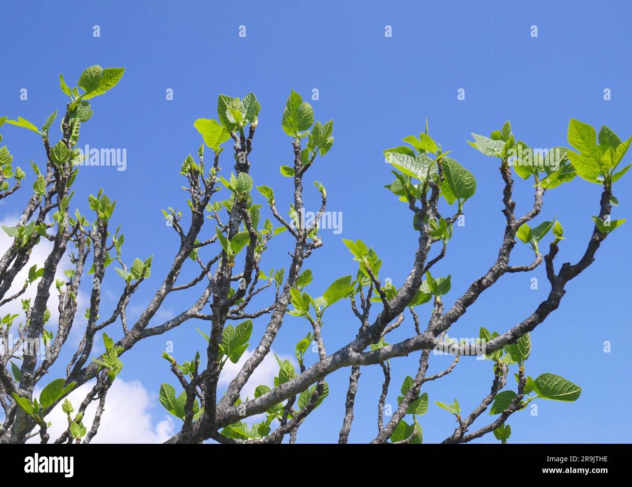 Fig blue hi-res stock photography and images - Alamy
