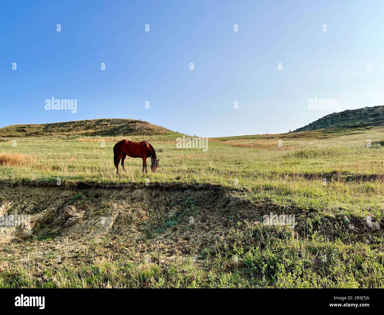The badlands hills and mountains with Wild Horses standing in the road ...