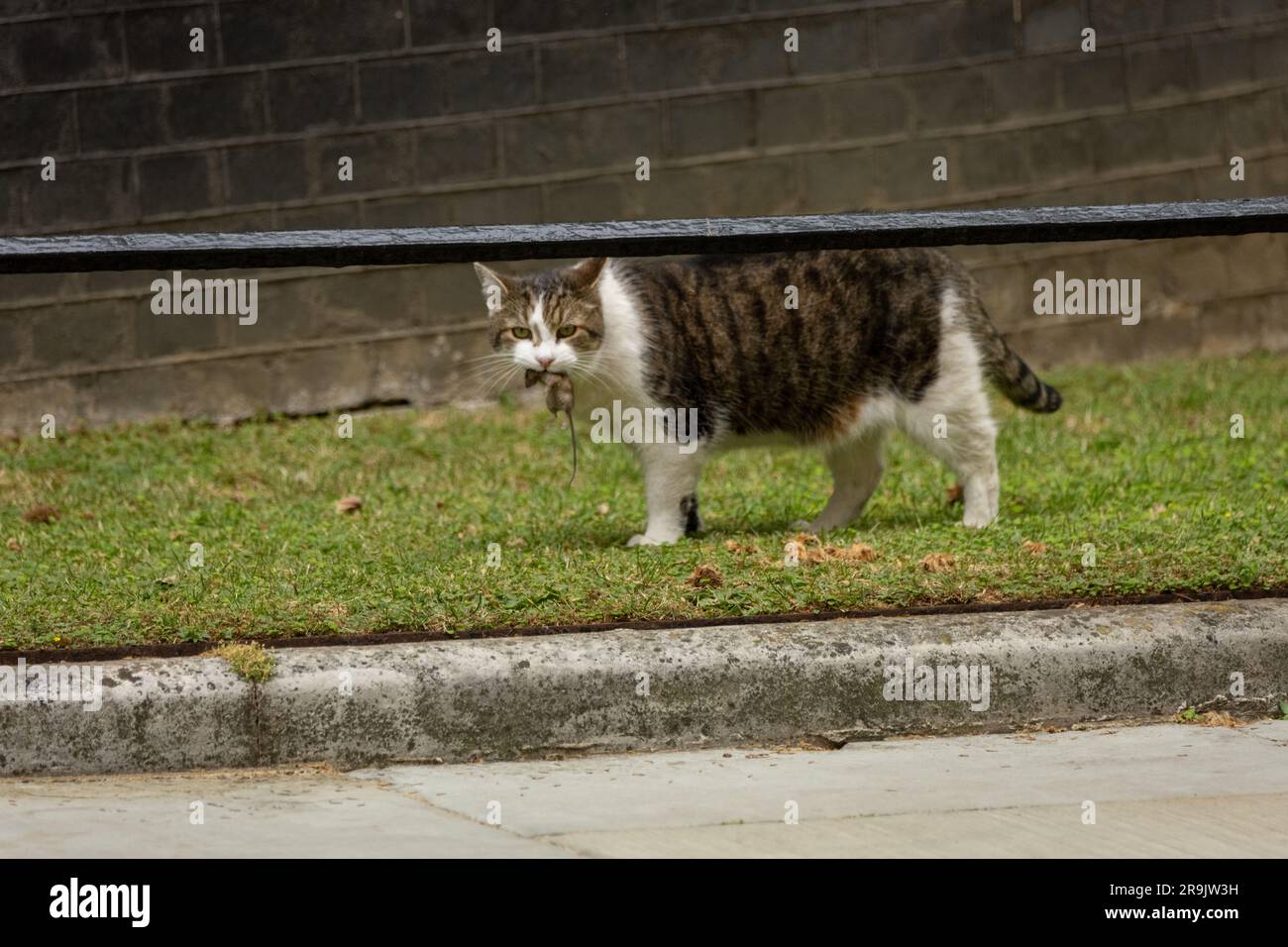 London, UK. 27th June, 2023. Larry the Downing Street Cat with a mouse outsdie 10 Downing Street London. Credit: Ian Davidson/Alamy Live News Stock Photo