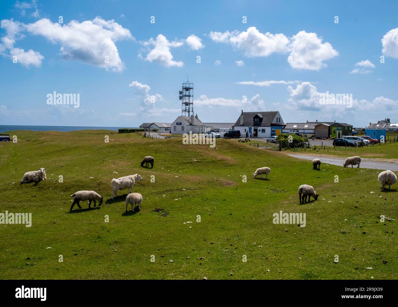 Sheep and lambs grazing on the roadside, Scarinish, Isle of Tiree, Scotland. Stock Photo