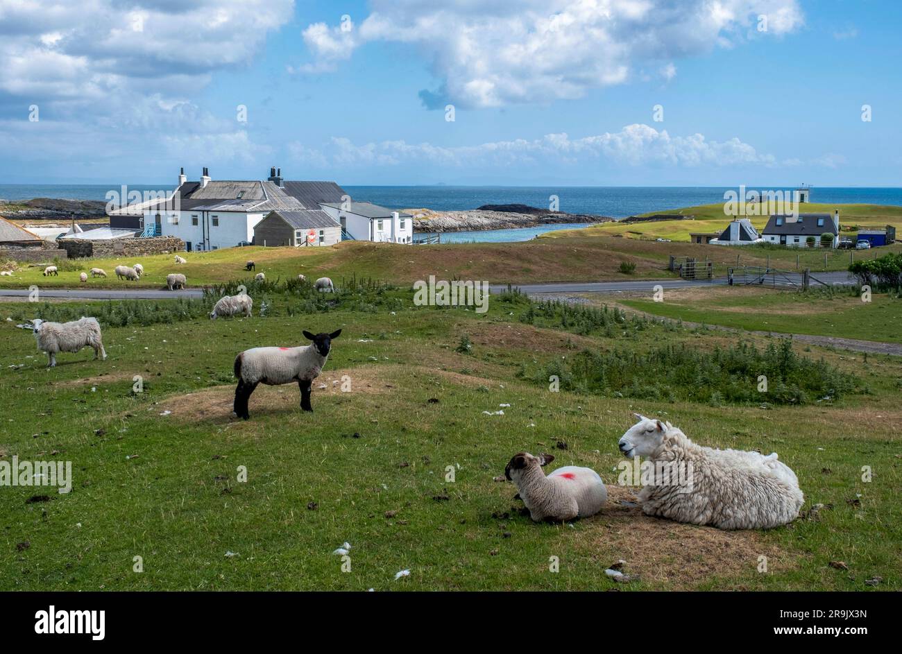 Sheep and lambs grazing on the roadside, Scarinish, Isle of Tiree, Scotland. Stock Photo