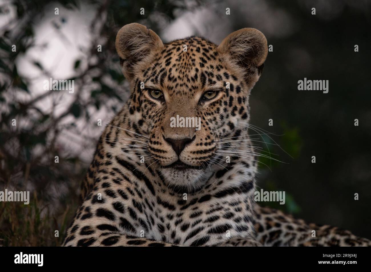 A close-up portrait of a leopard, Panthera pardus. Stock Photo