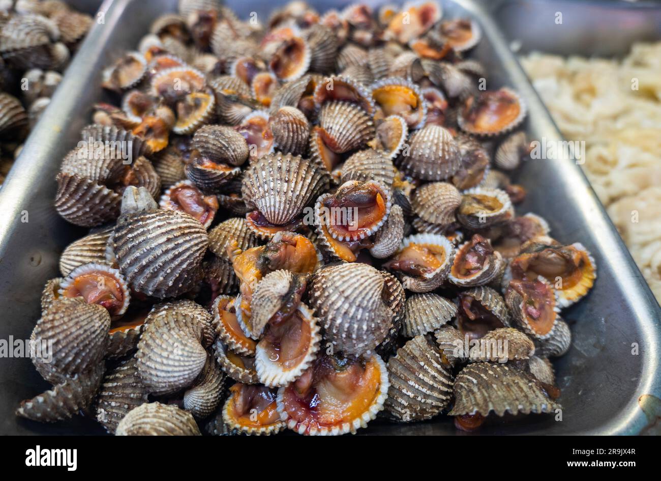 blood clam, Tegillarca granosa in scientific name , on display at