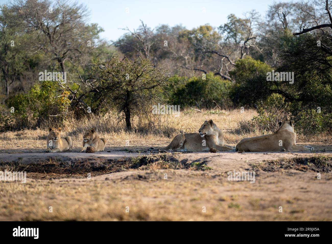 Four lions, Panthera leo, lying together Stock Photo - Alamy