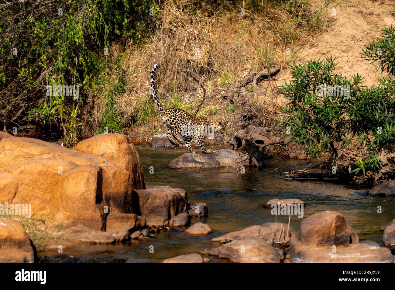 A leopard, Panthera pardus, leaping across a river. Stock Photo