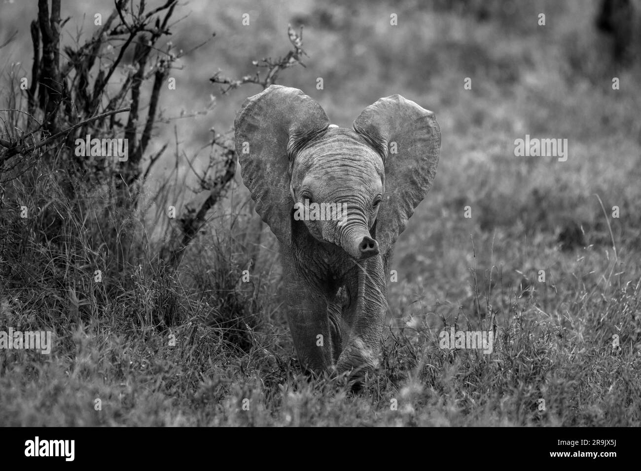 A baby elephant, Loxodonta africana, using its trunk to smell, in black and white. Stock Photo