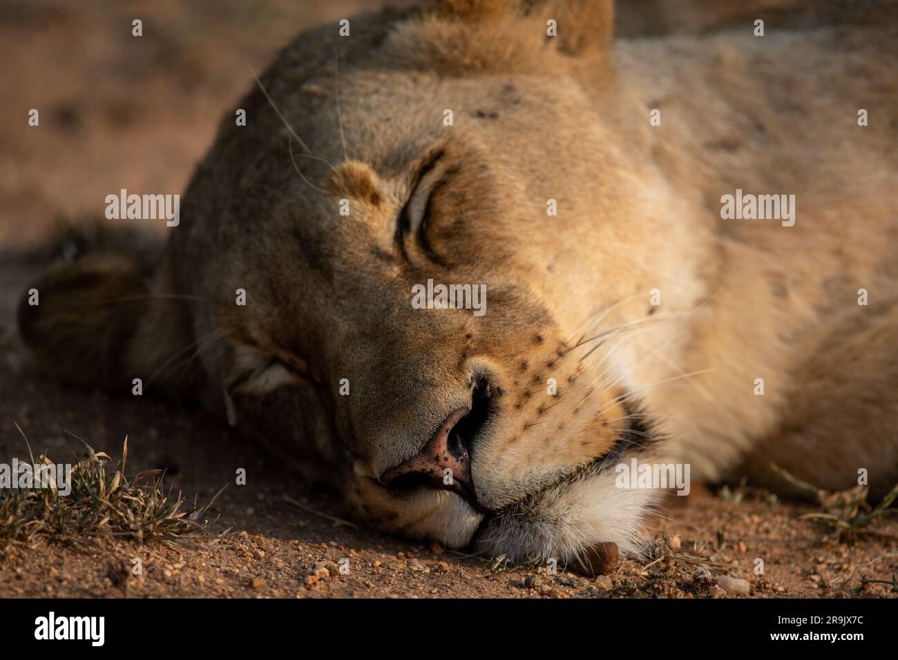 A close-up of a lioness, Panthera leo, sleeping. Stock Photo