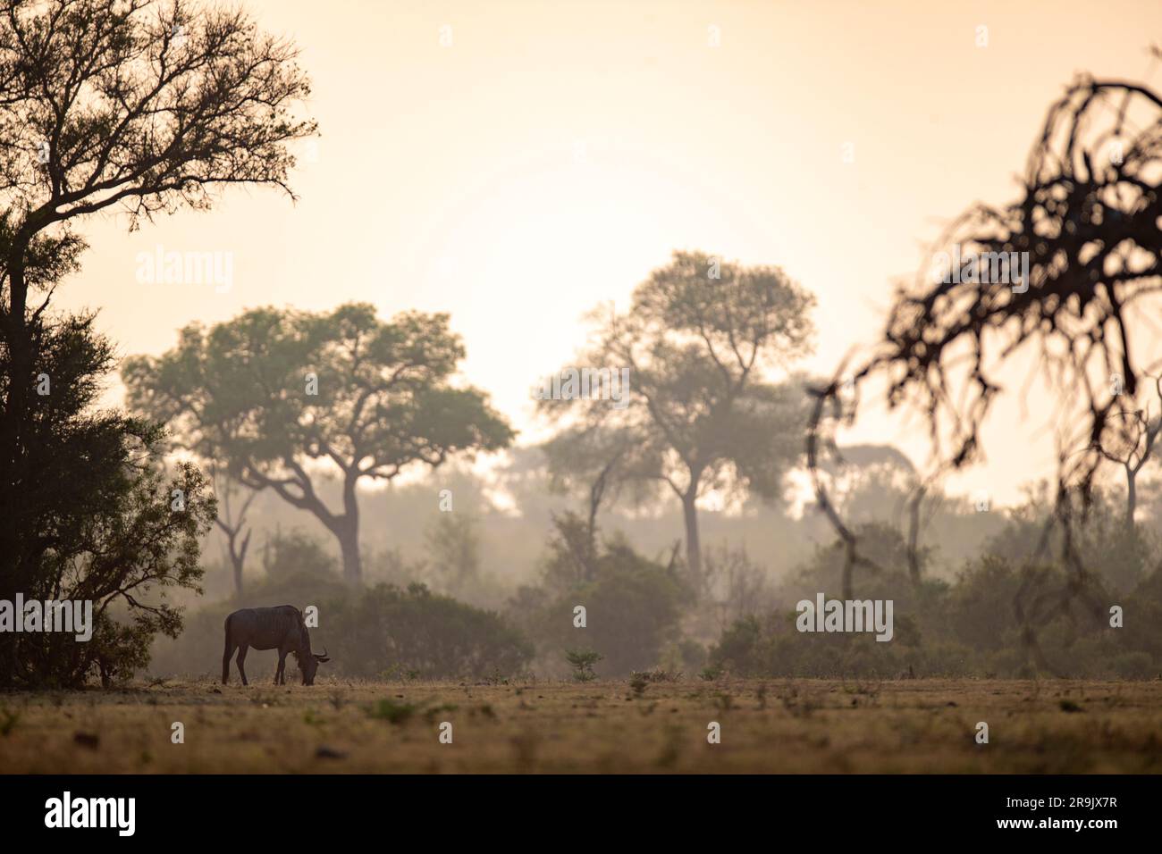 A wildebeest, Connochaetes, grazes on grass in a misty morning. Stock Photo