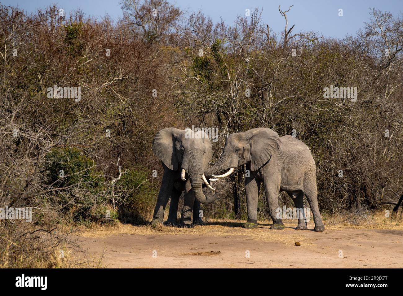 Two elephants, Loxodonta africana, greet each other. Stock Photo