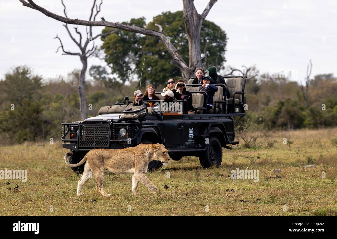 A lioness, Panthera leo, walks in front of a safari vehicle. Stock Photo