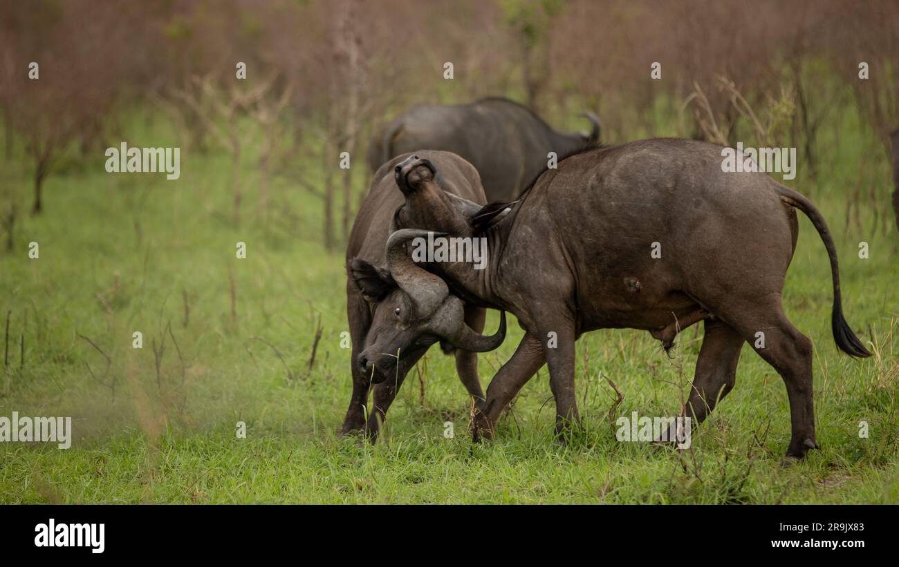 Two buffalo fighting, Syncerus caffer. Stock Photo