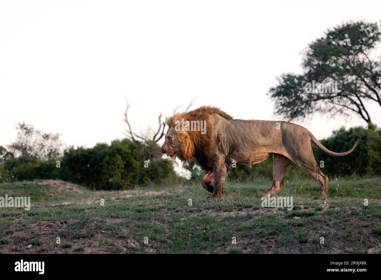 Lion panthera leo old walking hi-res stock photography and images - Alamy