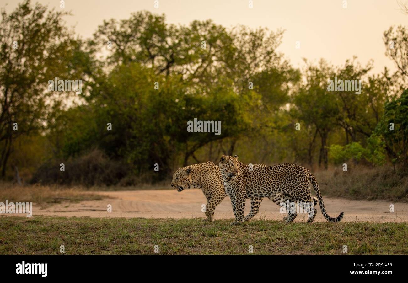 A male and female leopard, Panthera pardus, walk together. Stock Photo