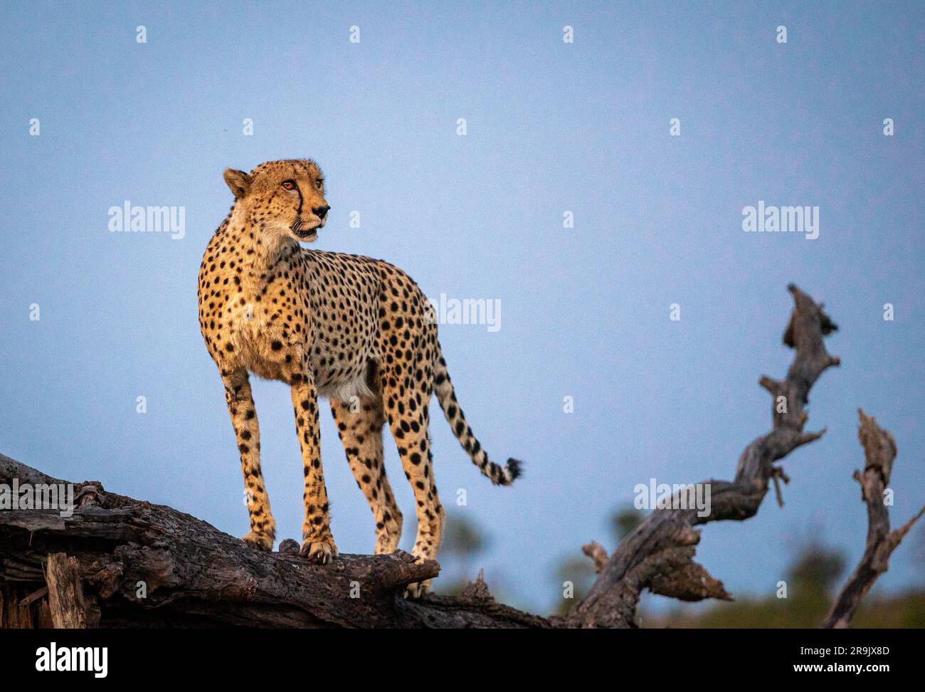 A male cheetah, Acinonyx jubatus, standing on a fallen over tree. Stock Photo