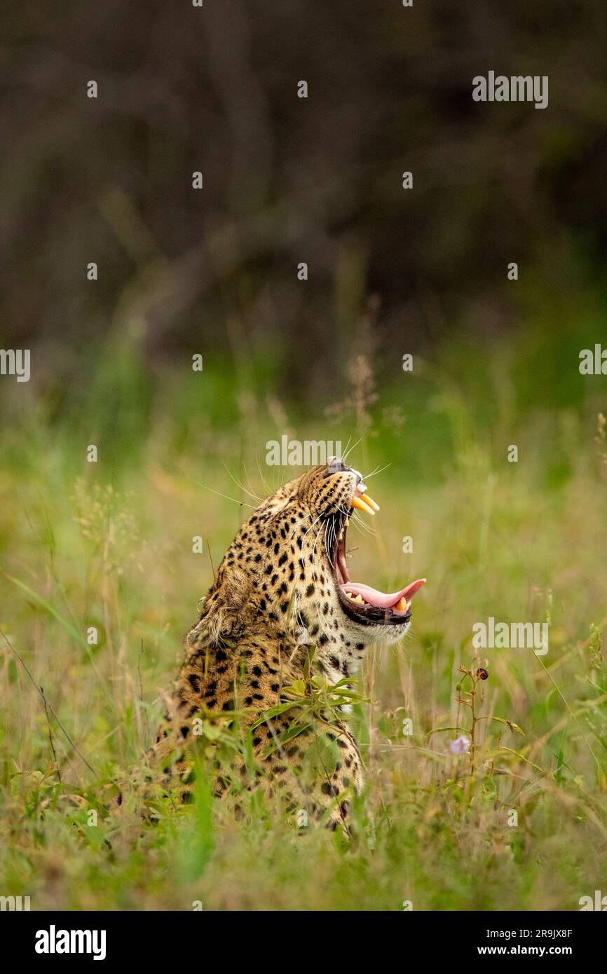 A leopard, Panthera pardus, yawns, in long grass. Stock Photo