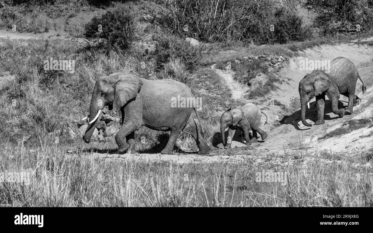 A herd of elephants, Loxodonta africana walking through a riverbed, in black and white. Stock Photo