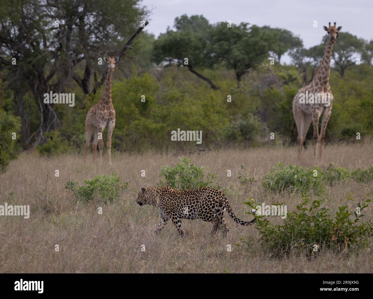A leopard, Panthera pardus, walking past a pair of giraffe, Giraffa. Stock Photo