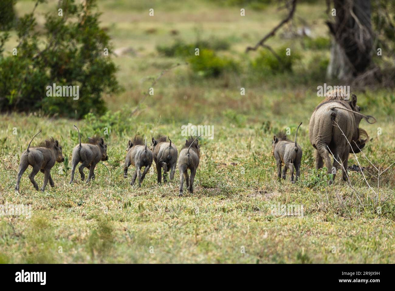 Warthog piglets, Phacochoerus africanus, running together through short grass. Stock Photo