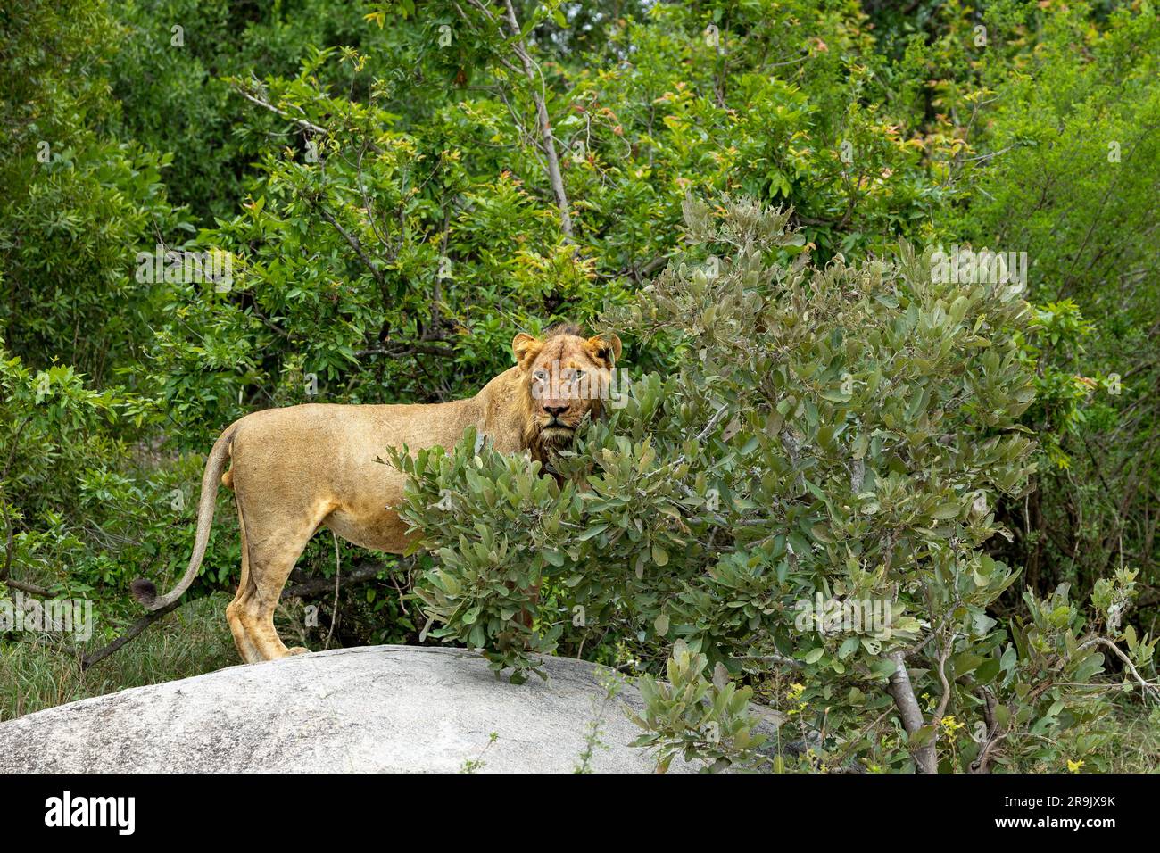 A sub adult lion, Panthera leo, standing on a rock. Stock Photo