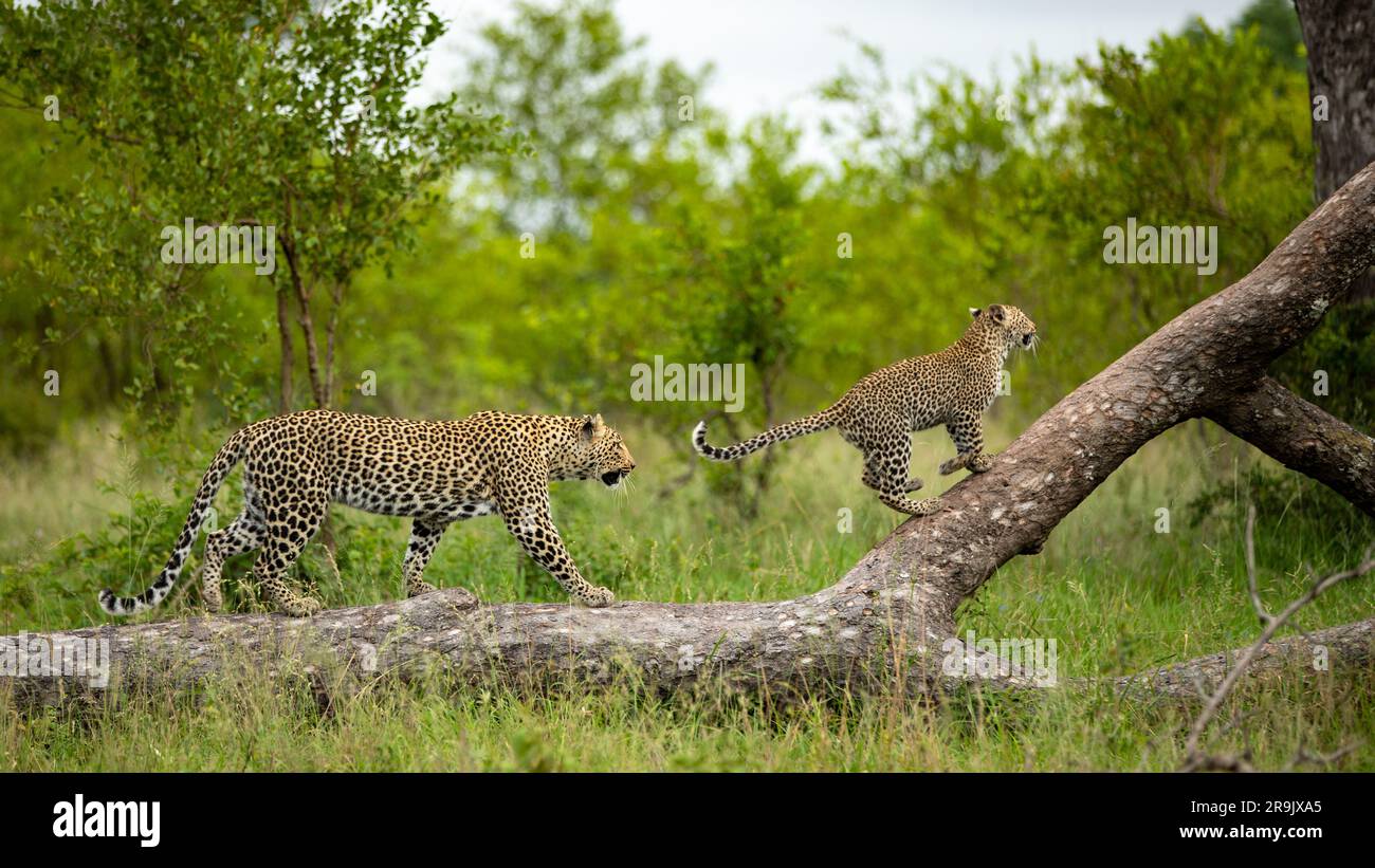A leopard and her cub, Panthera pardus, climbing a tree. Stock Photo