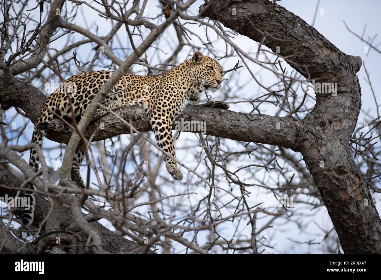 A leopard, Panthera pardus, lying up in a tree. Stock Photo